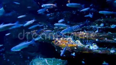 海洋水下海洋环境与海洋水族馆中的各种海洋鱼类